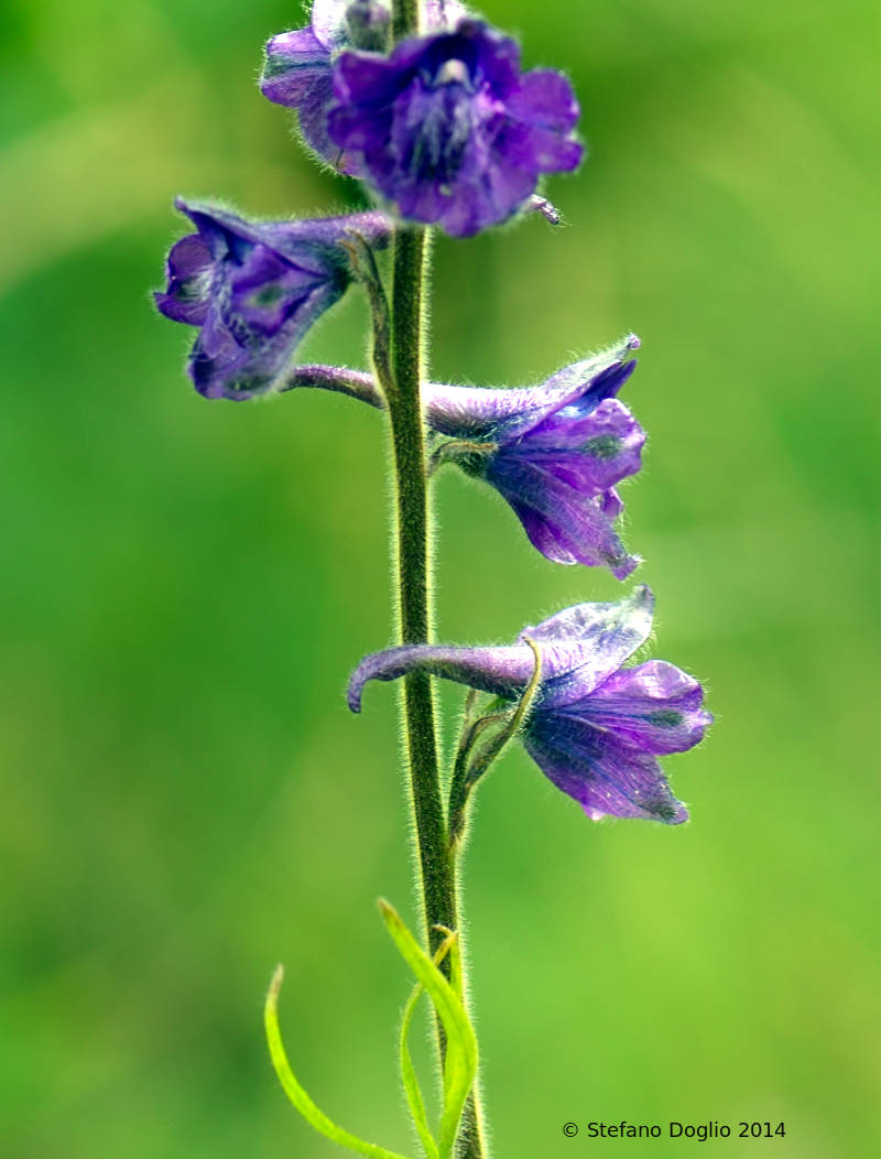 Delphinium fissum / Speronella lacerata